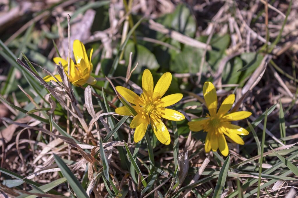 swamp, humor, members of the buttercup family, flower background, spring, flower wallpaper, yellow, flower, blooms at, flowers, nature, tuberous, beautiful flowers, native